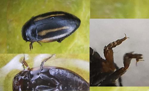Graptodytes sp.